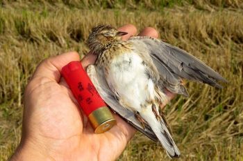Italien plant Ausweitung der Vogeljagd